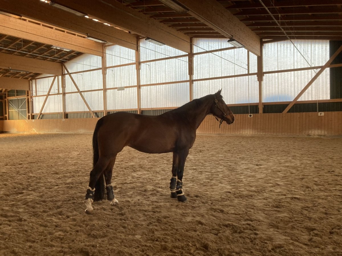 Irish Sport Horse Stute 14 Jahre 165 cm Brauner in N&#xFC;rnberg