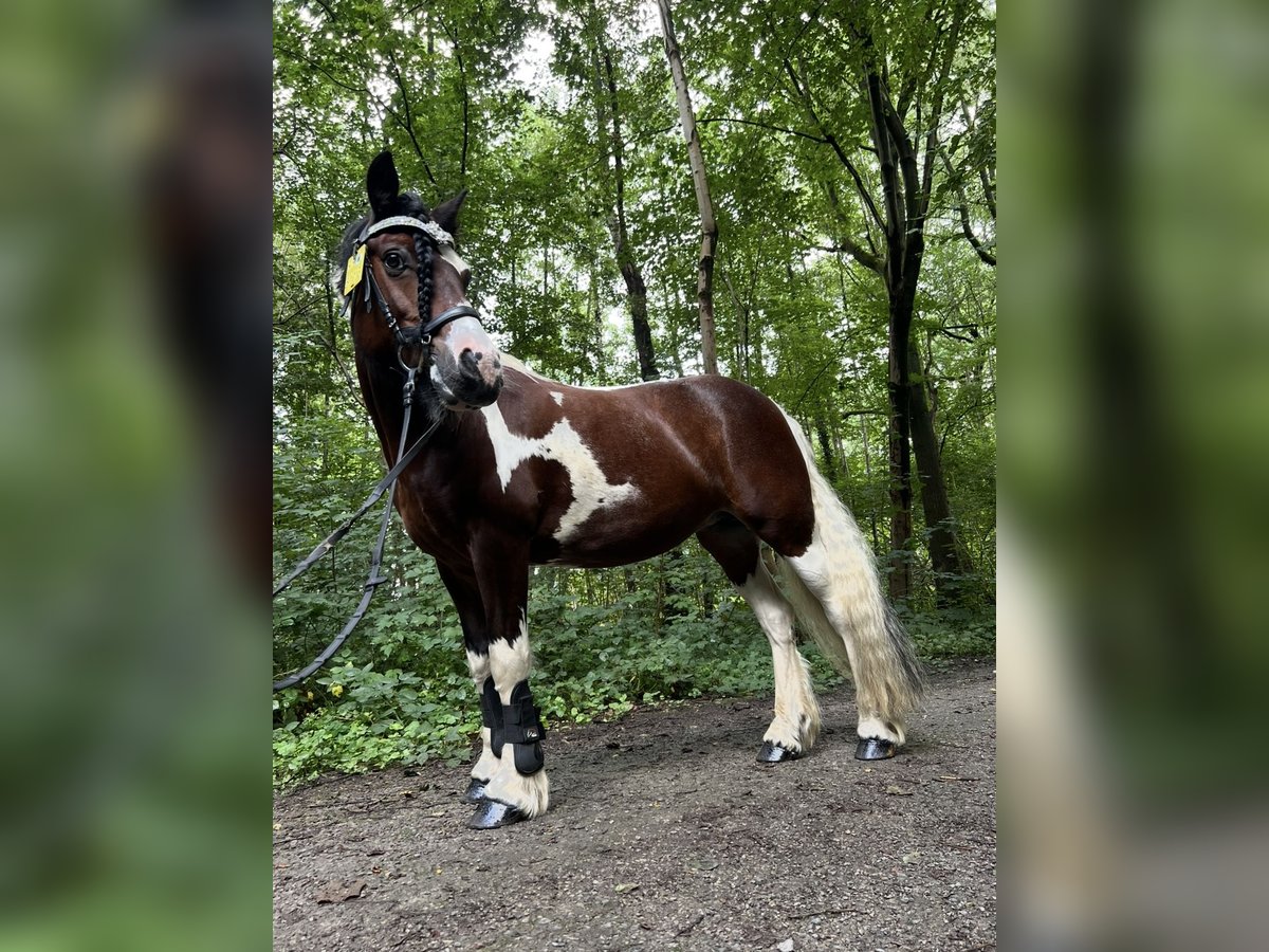 Irish Sport Horse Stute 15 Jahre 147 cm Schecke in Krefeld