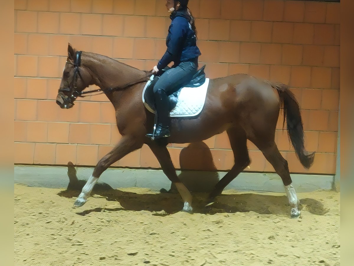 Irish Sport Horse Stute 15 Jahre 158 cm Fuchs in Lage