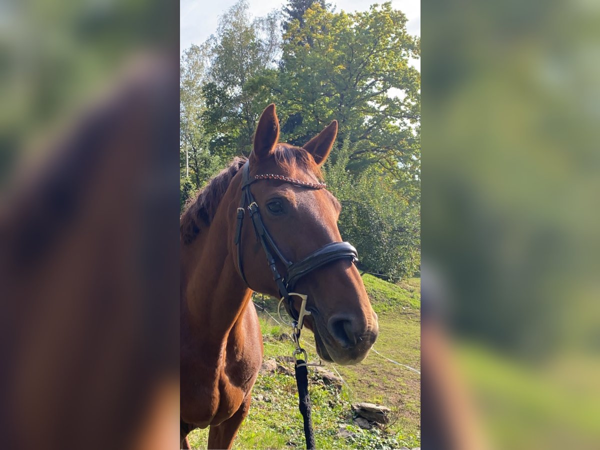Irish Sport Horse Stute 15 Jahre 162 cm Brauner in Schwarzenberg