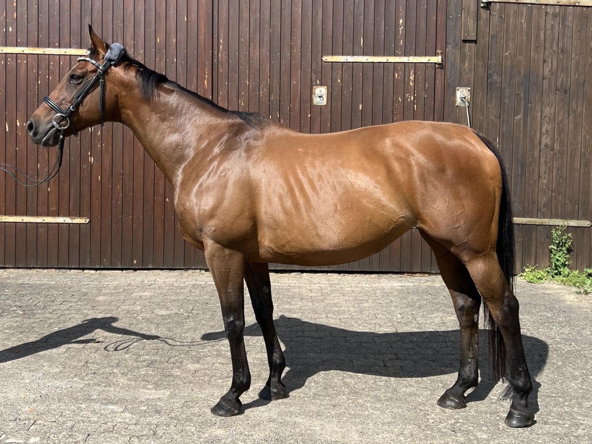 Irish Sport Horse Stute 15 Jahre 162 cm Brauner in Bad Gandersheim