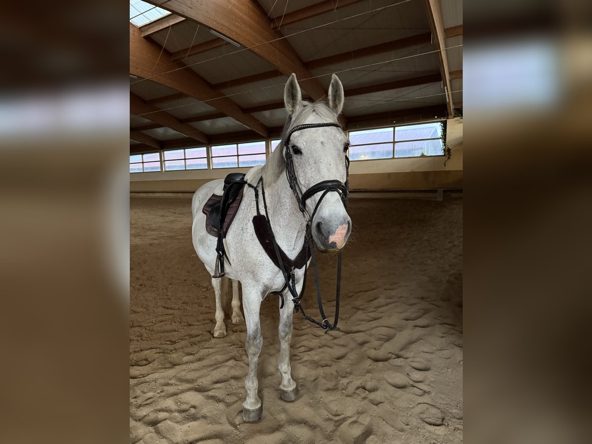 Irish Sport Horse Stute 16 Jahre 158 cm Schimmel in Ottenhofen