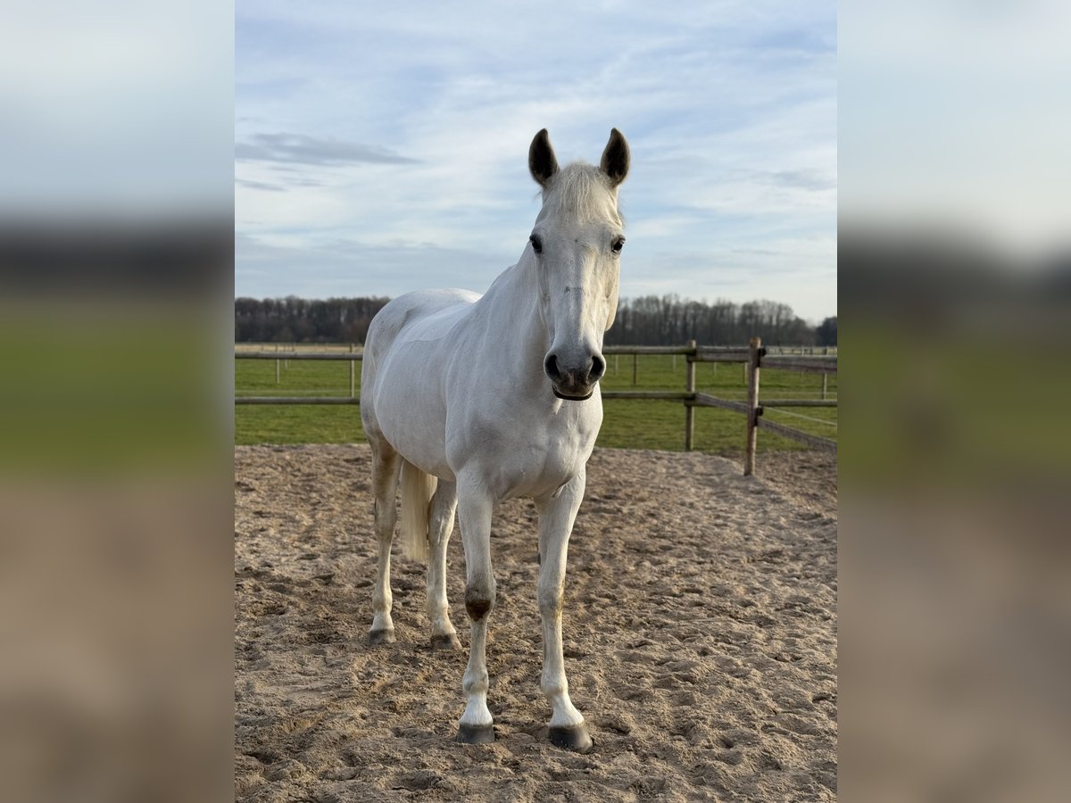 Irish Sport Horse Stute 16 Jahre 165 cm Schimmel in Neuss