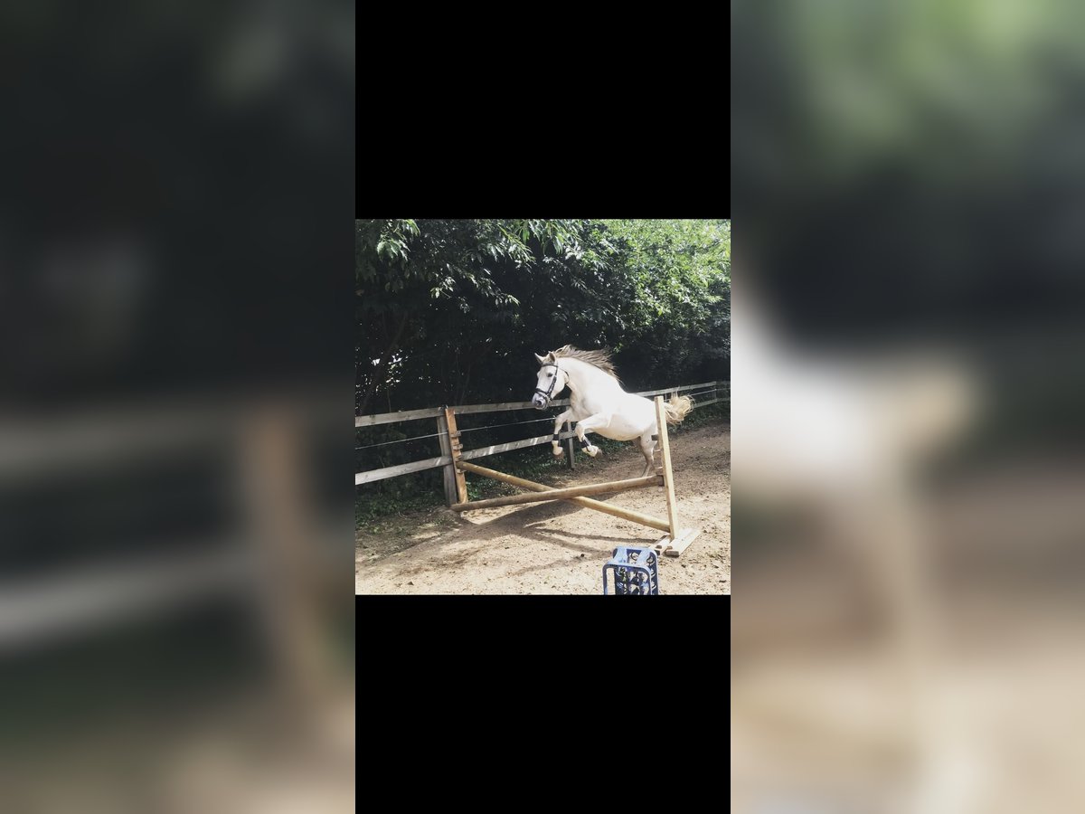 Irish Sport Horse Stute 19 Jahre 160 cm Schimmel in Alfhausen