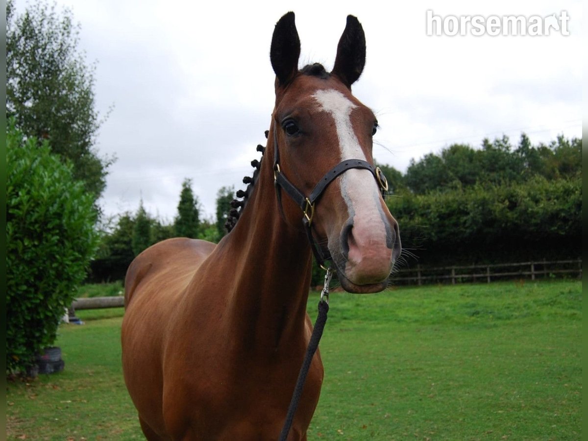 Irish Sport Horse Stute 2 Jahre 152 cm Rotbrauner in Dublin