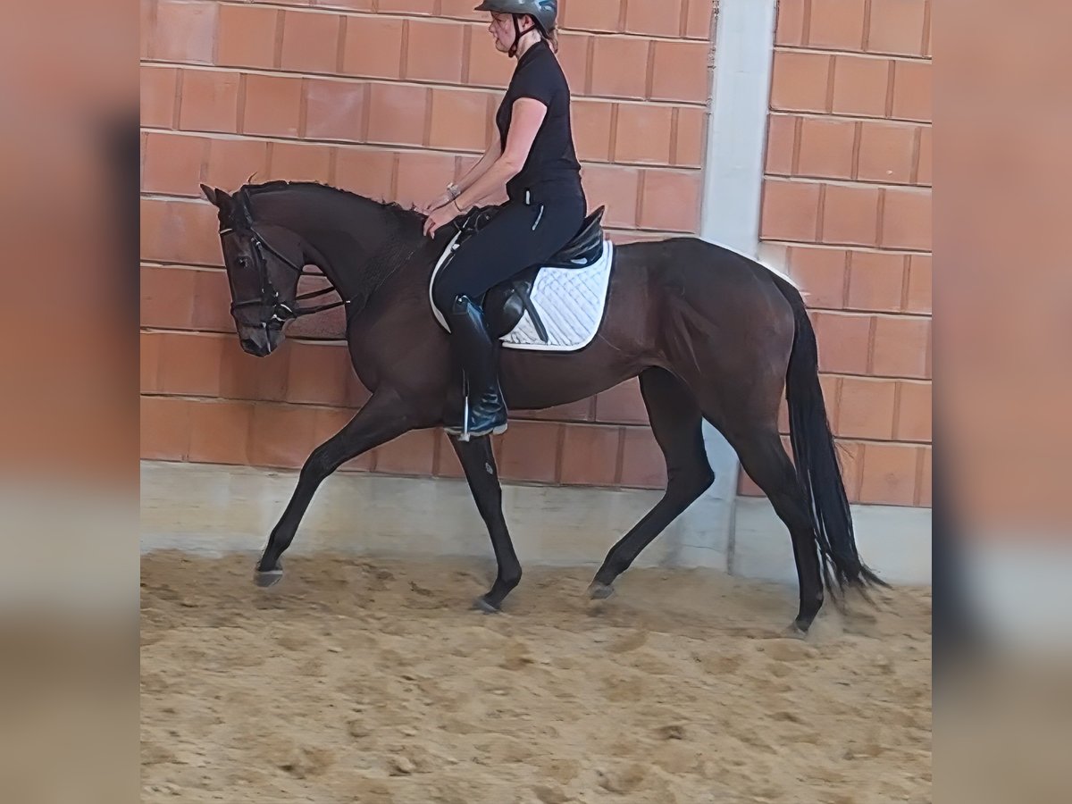 Irish Sport Horse Stute 3 Jahre 160 cm Brauner in Lage Irish Sport Horse Stute 3 Jahre 160 cm Brauner in Lage