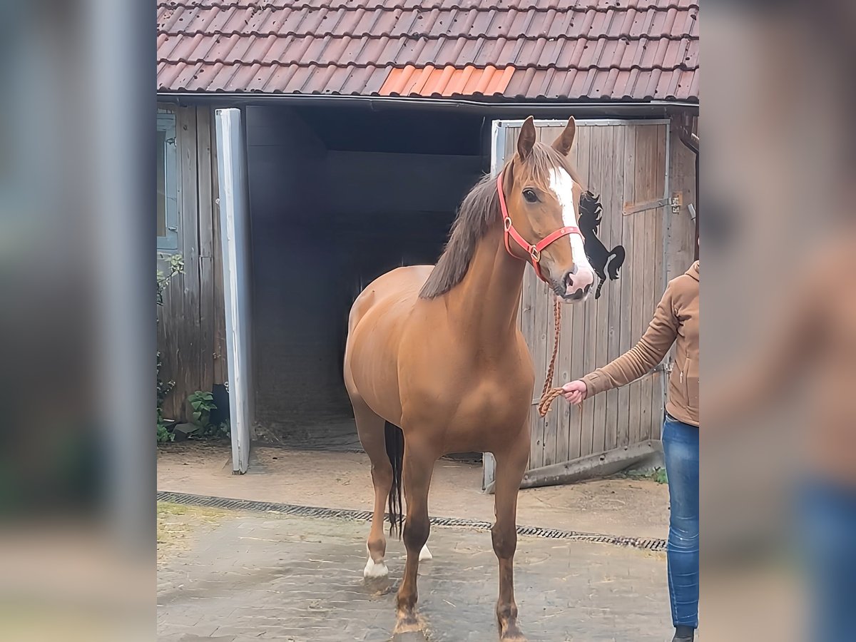 Irish Sport Horse Stute 3 Jahre 162 cm Fuchs in Lage