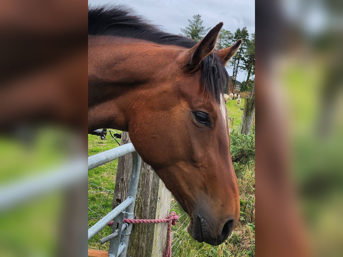 Irish Sport Horse Stute 3 Jahre 172 cm Rotbrauner in Tipperary