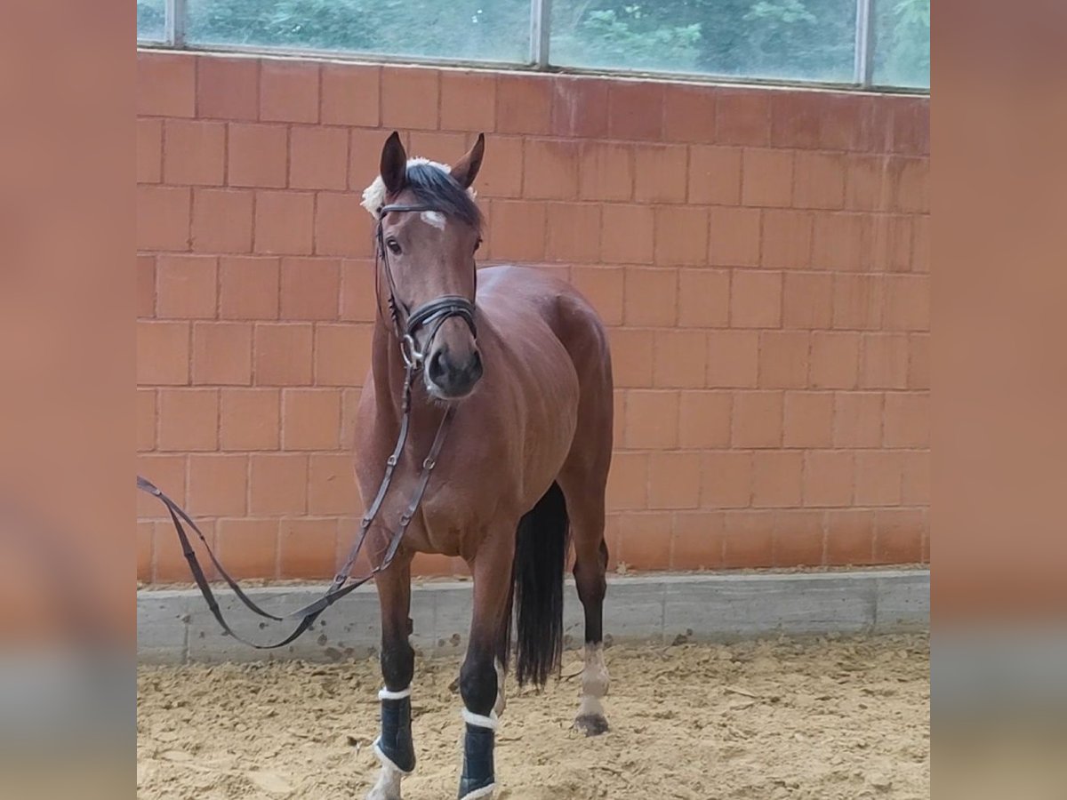 Irish Sport Horse Stute 4 Jahre 154 cm Brauner in Lage