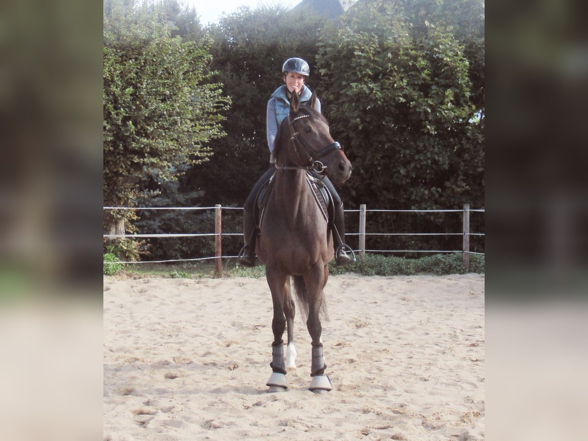 Irish Sport Horse Stute 4 Jahre 160 cm Dunkelbrauner in Velpke