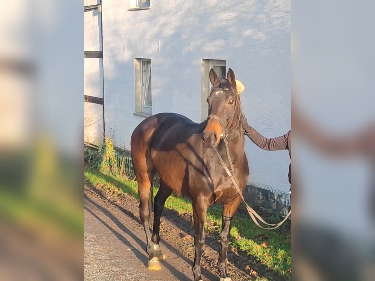 Irish Sport Horse Stute 4 Jahre 162 cm Brauner in Lage