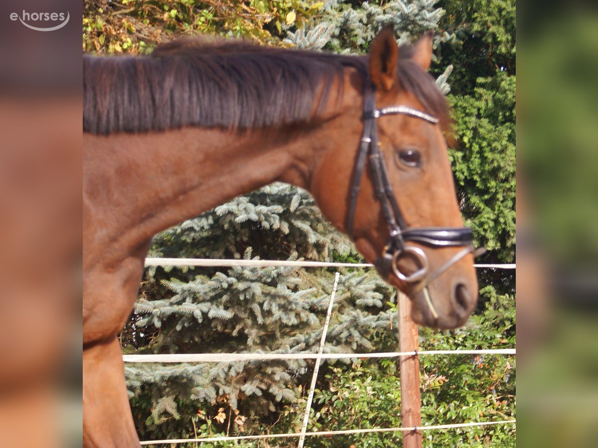 Irish Sport Horse, Stute in Velpke