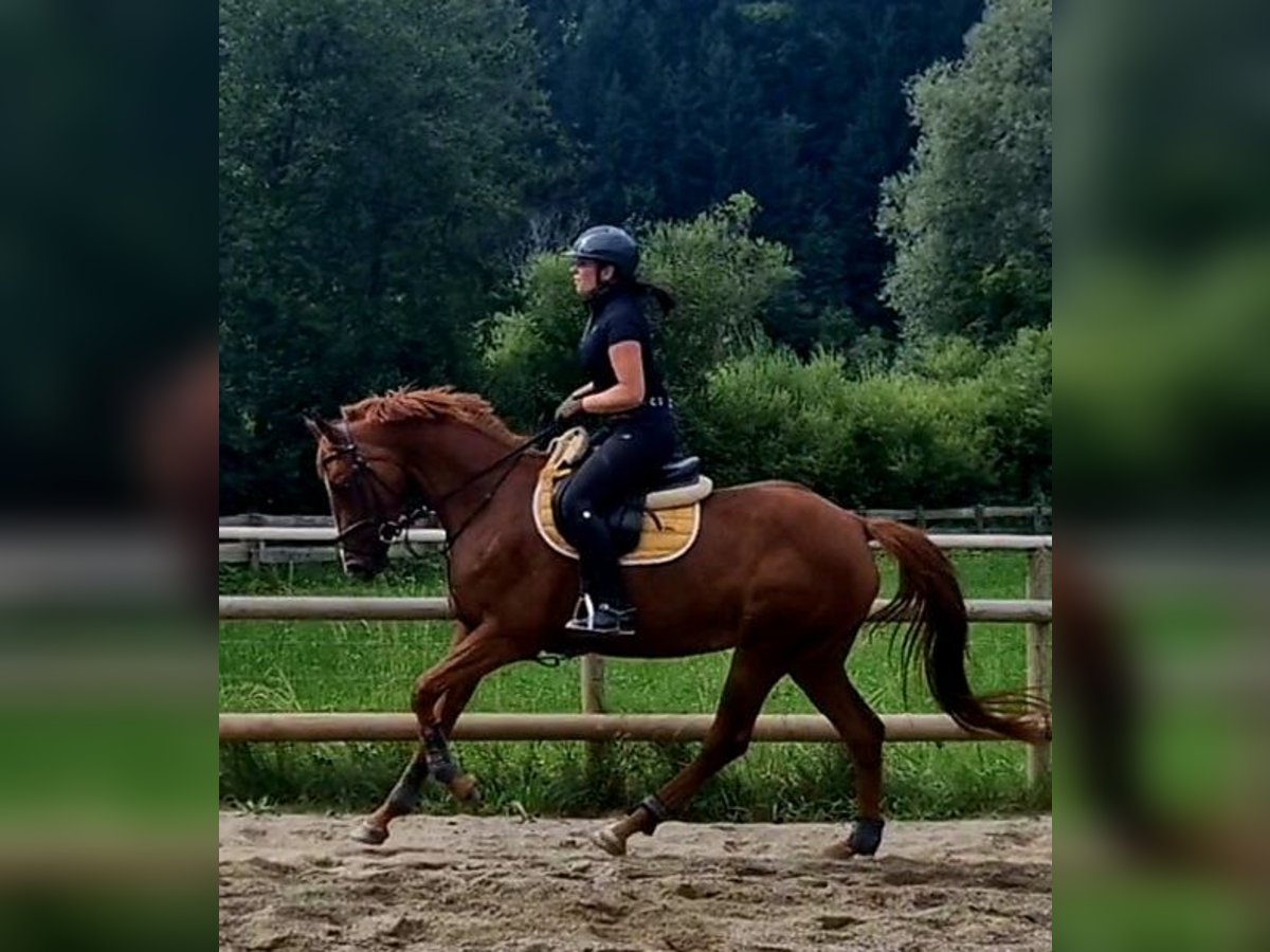 Irish Sport Horse Stute 4 Jahre 162 cm Fuchs in Gummern