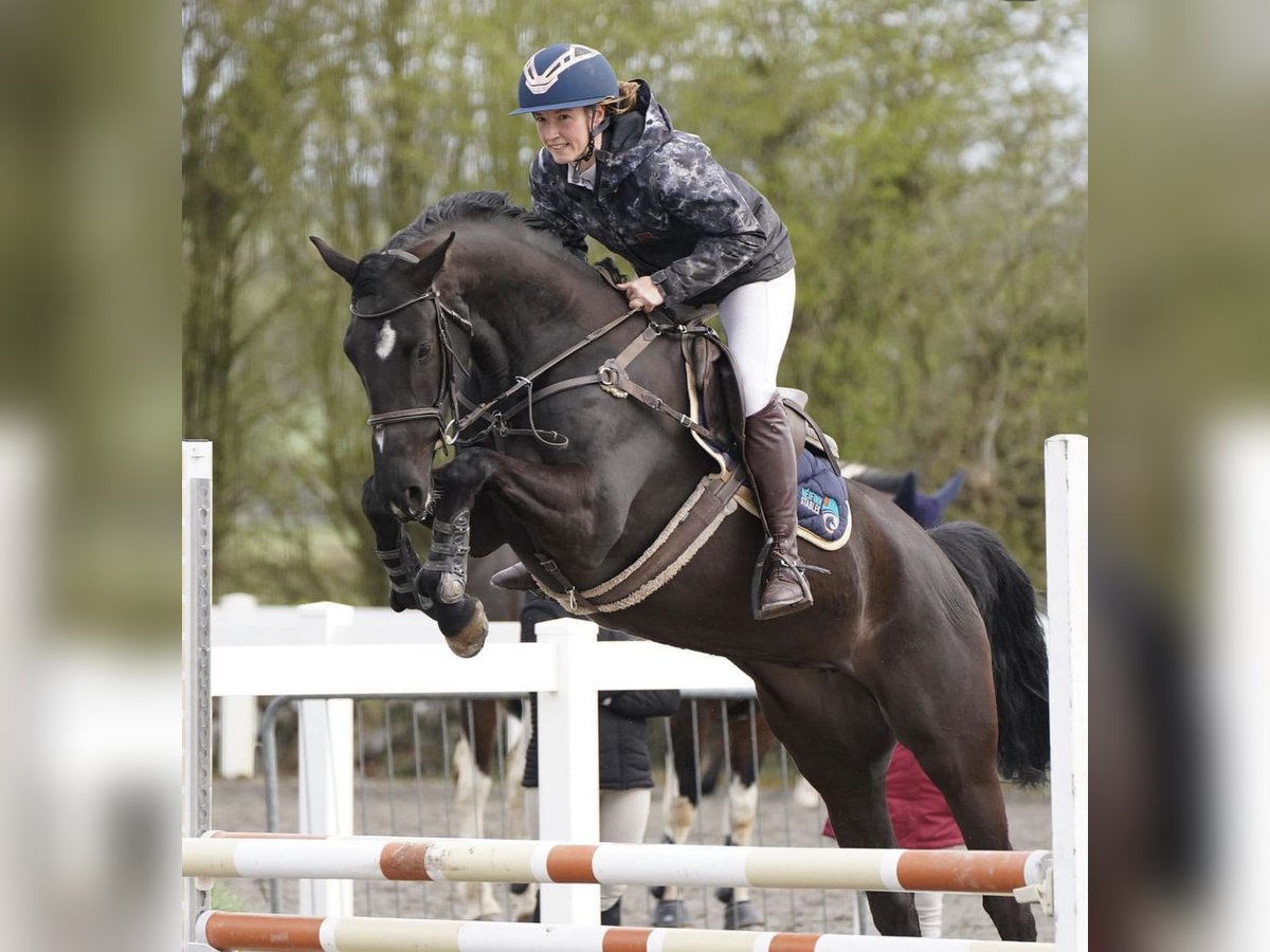 Irish Sport Horse Stute 4 Jahre 163 cm Rappe in Lahardaun