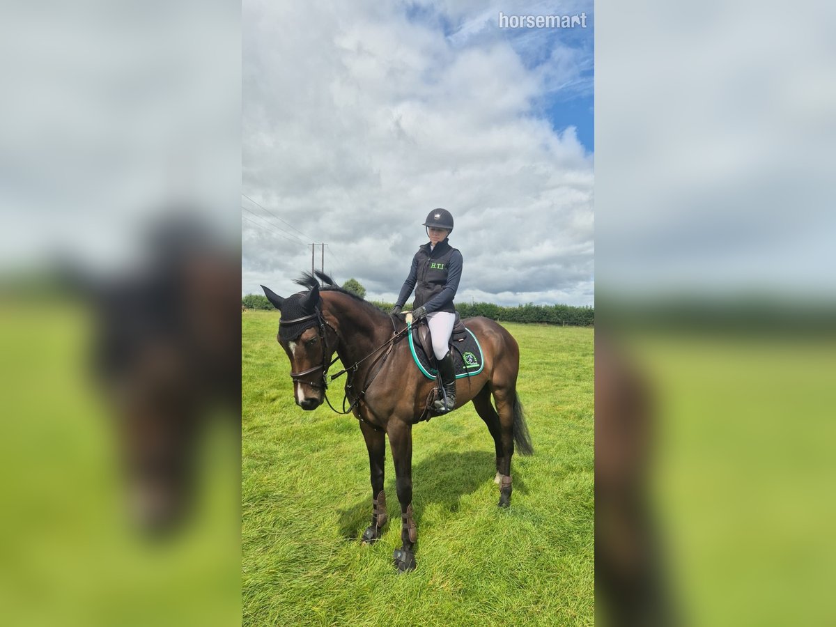 Irish Sport Horse Stute 4 Jahre 165 cm Rotbrauner in Kildare