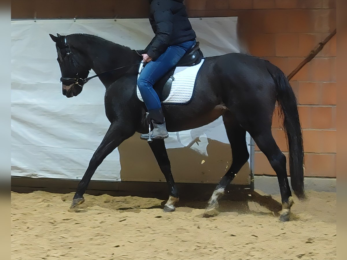 Irish Sport Horse Stute 4 Jahre 165 cm Schwarzbrauner in Lage