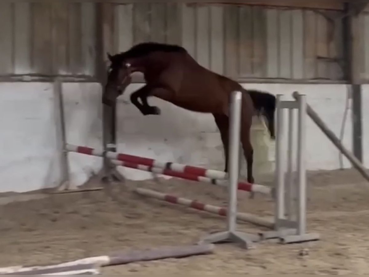 Irish Sport Horse Stute 4 Jahre 170 cm Brauner in Besse-sur-Issole