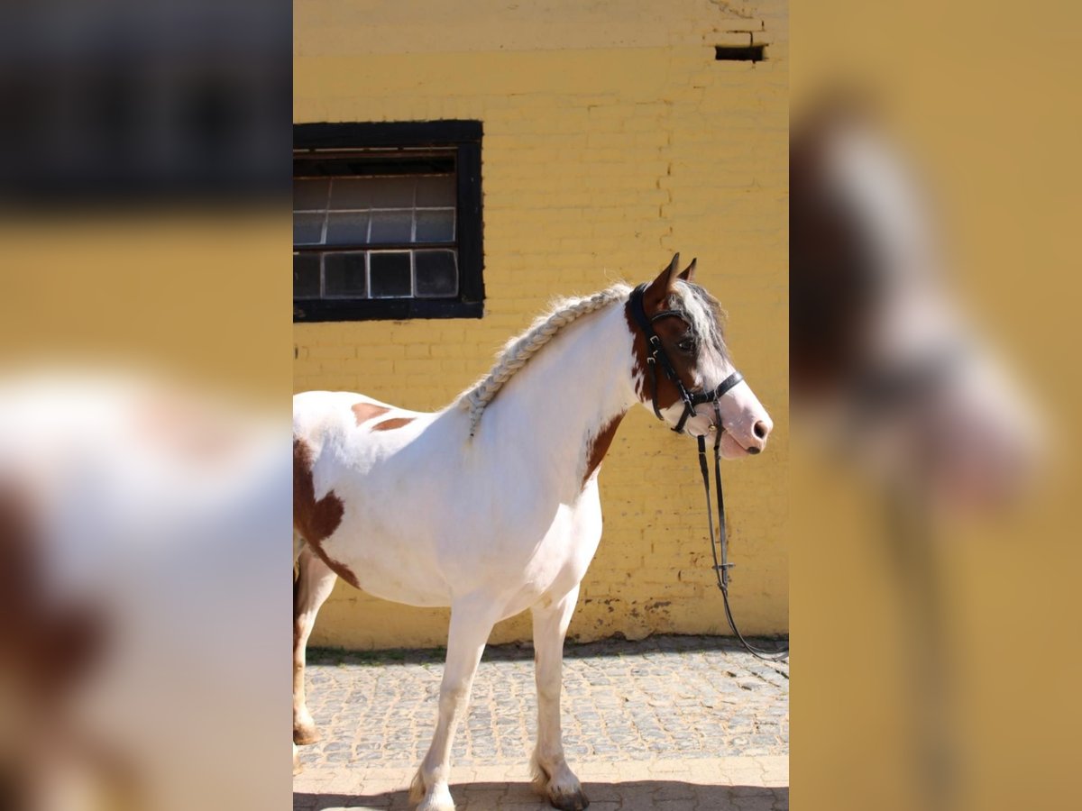 Irish Sport Horse Mix Stute 5 Jahre 145 cm Schecke in Bonn