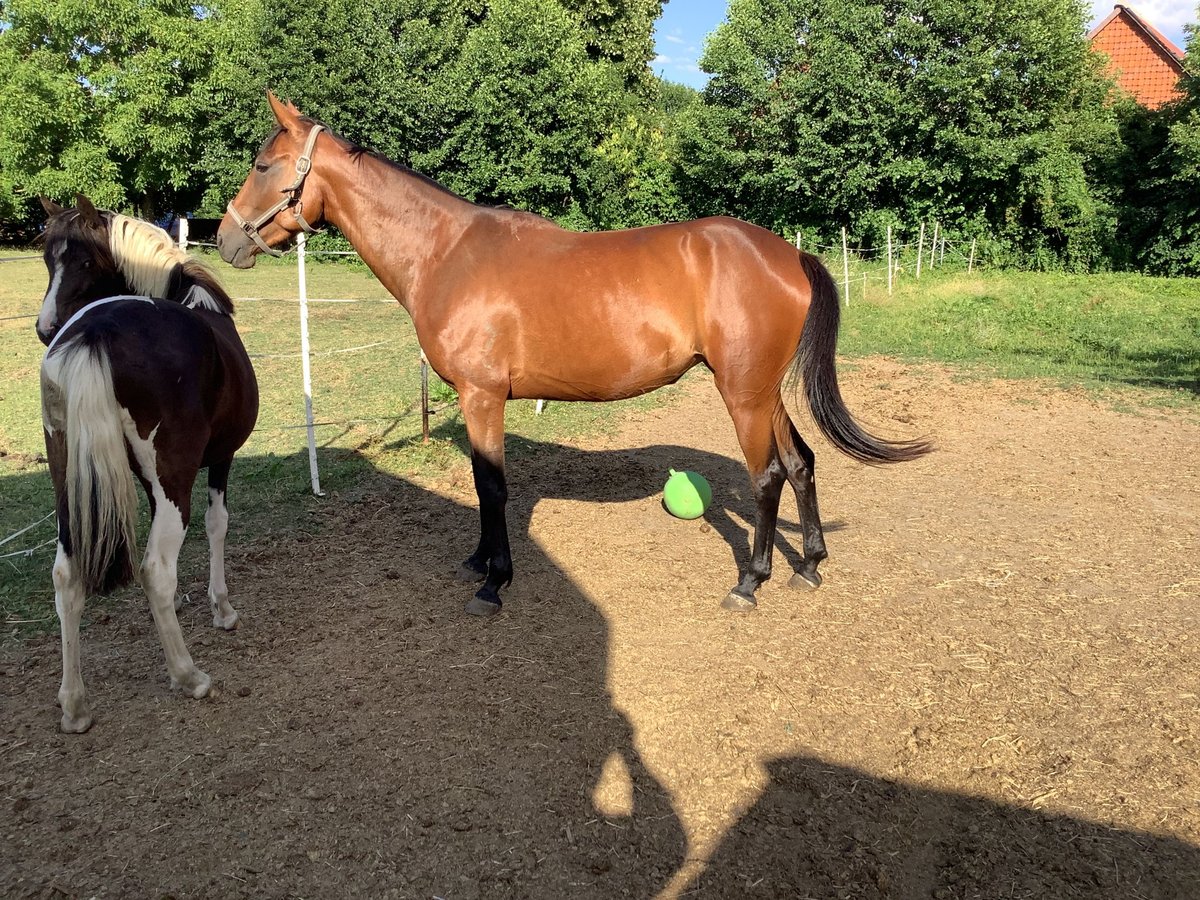 Irish Sport Horse Stute 5 Jahre 160 cm Brauner in Schellerten