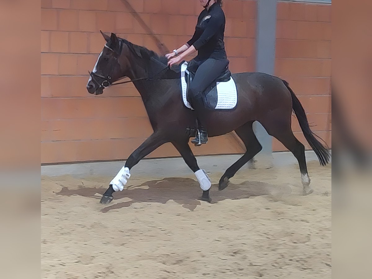 Irish Sport Horse Stute 5 Jahre 162 cm Brauner in Lage Irish Sport Horse Stute 5 Jahre 162 cm Brauner in Lage