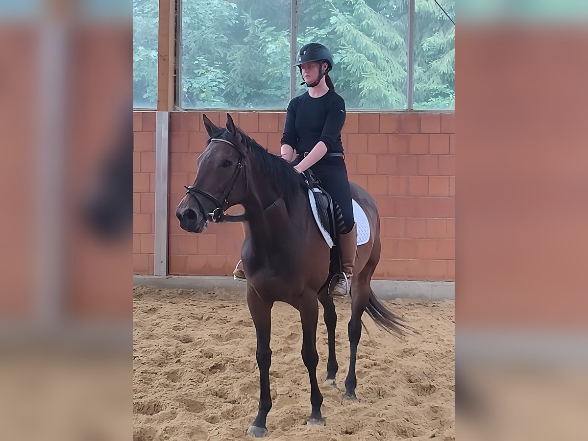 Irish Sport Horse Stute 5 Jahre 162 cm Brauner in Lage Irish Sport Horse Stute 5 Jahre 162 cm Brauner in Lage