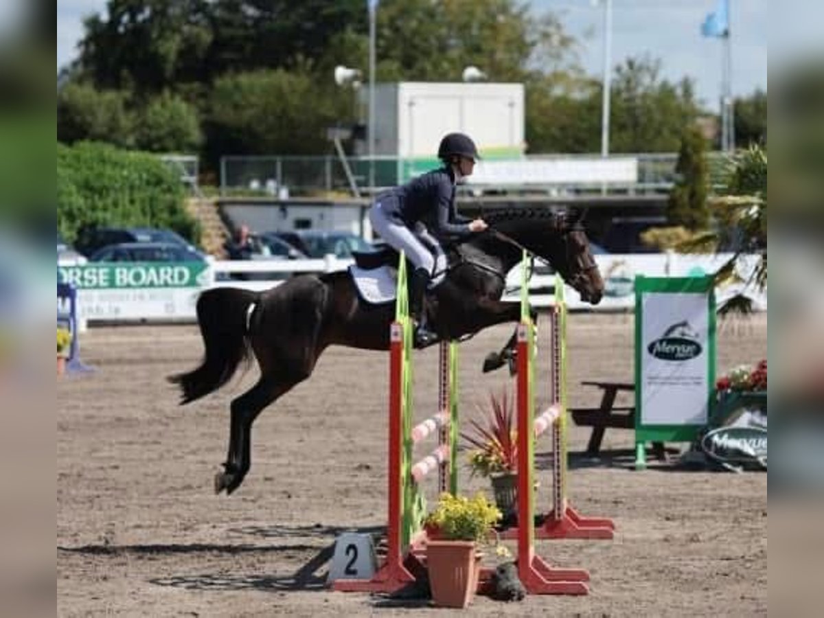 Irish Sport Horse Stute 5 Jahre 163 cm Dunkelbrauner in Monaghan