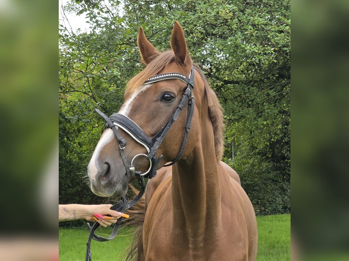 Irish Sport Horse, Stute in Wachtendonk