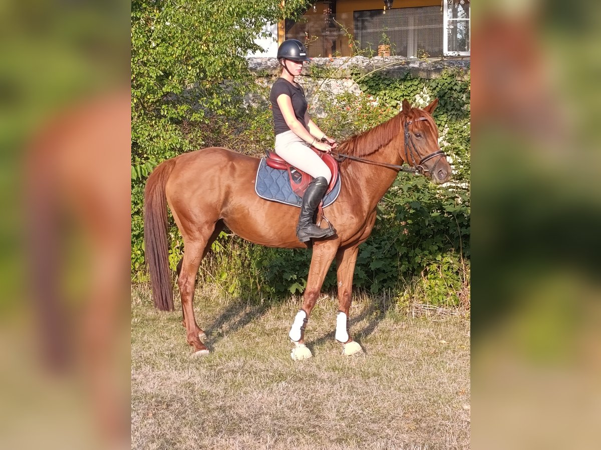 Irish Sport Horse Stute 5 Jahre 163 cm Fuchs in Quedlinburg