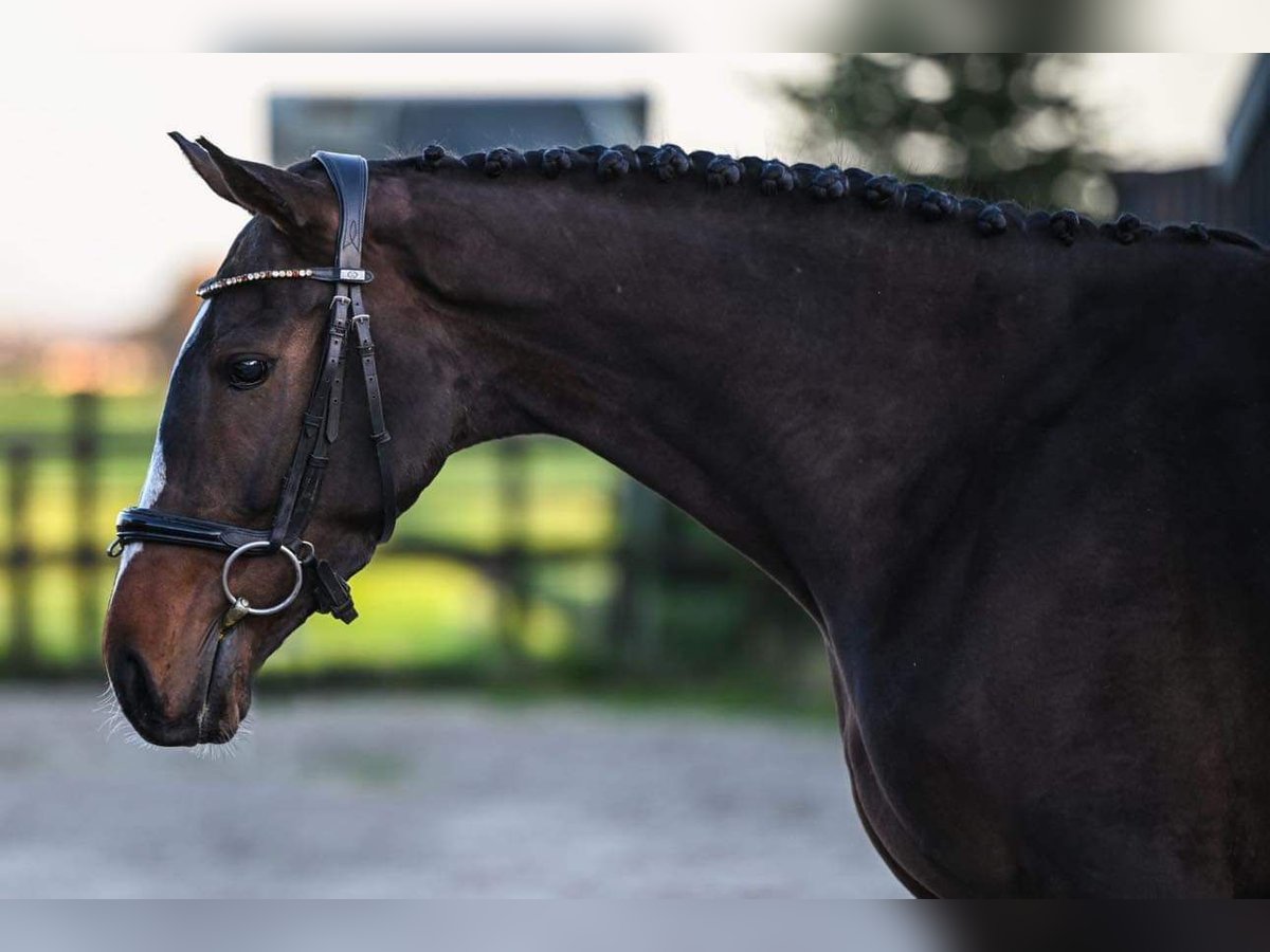Irish Sport Horse Stute 5 Jahre 163 cm Schwarzbrauner in Vaassen