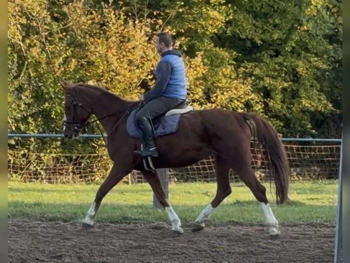 Irish Sport Horse, Stute in Elze Esbeck