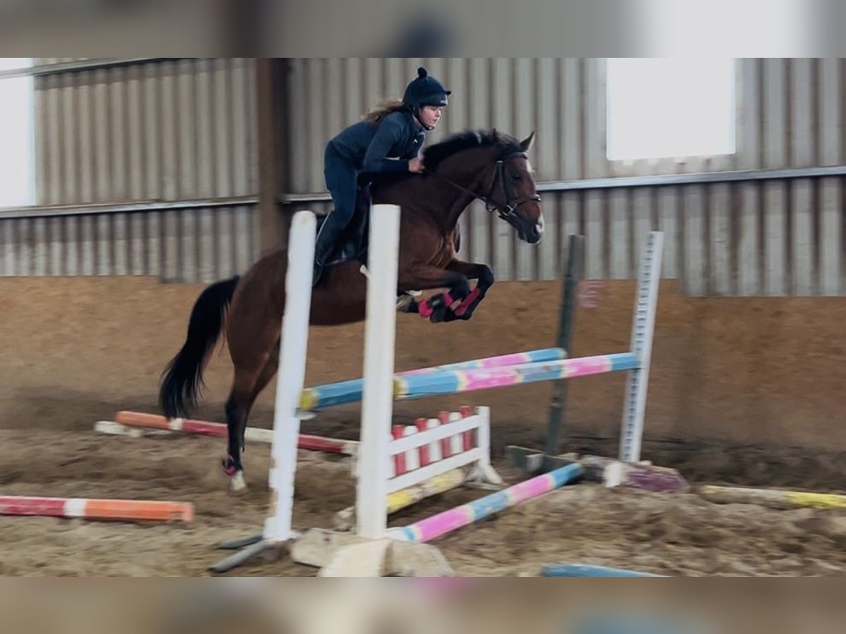 Irish Sport Horse Stute 6 Jahre 145 cm Hellbrauner in Sligo