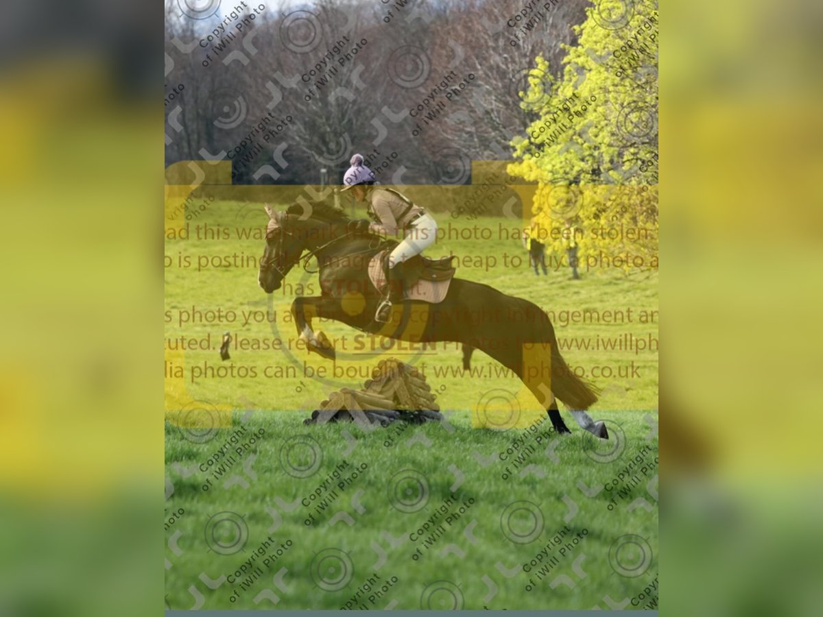 Irish Sport Horse Stute 6 Jahre 155 cm Rappe in Ashford