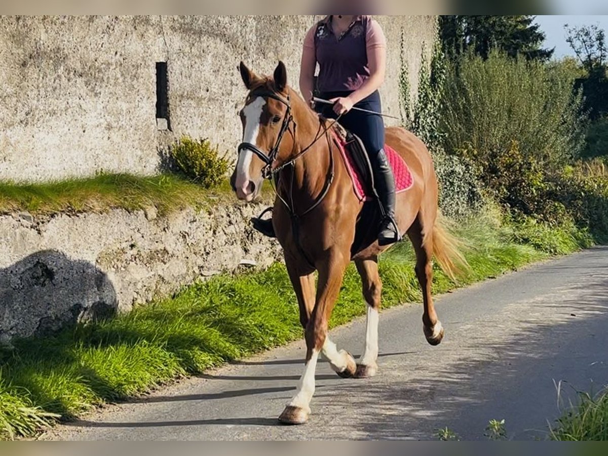 Irish Sport Horse Stute 6 Jahre 163 cm Dunkelfuchs in Sligo