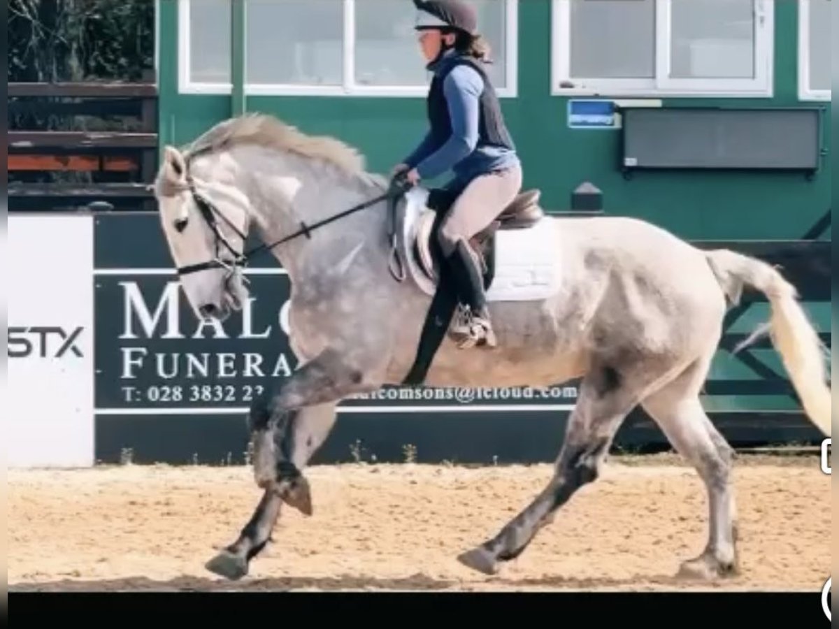Irish Sport Horse Stute 6 Jahre 163 cm Schimmel in Stockport