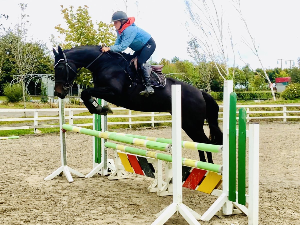 Irish Sport Horse Stute 6 Jahre 165 cm Rappe in Mountrath