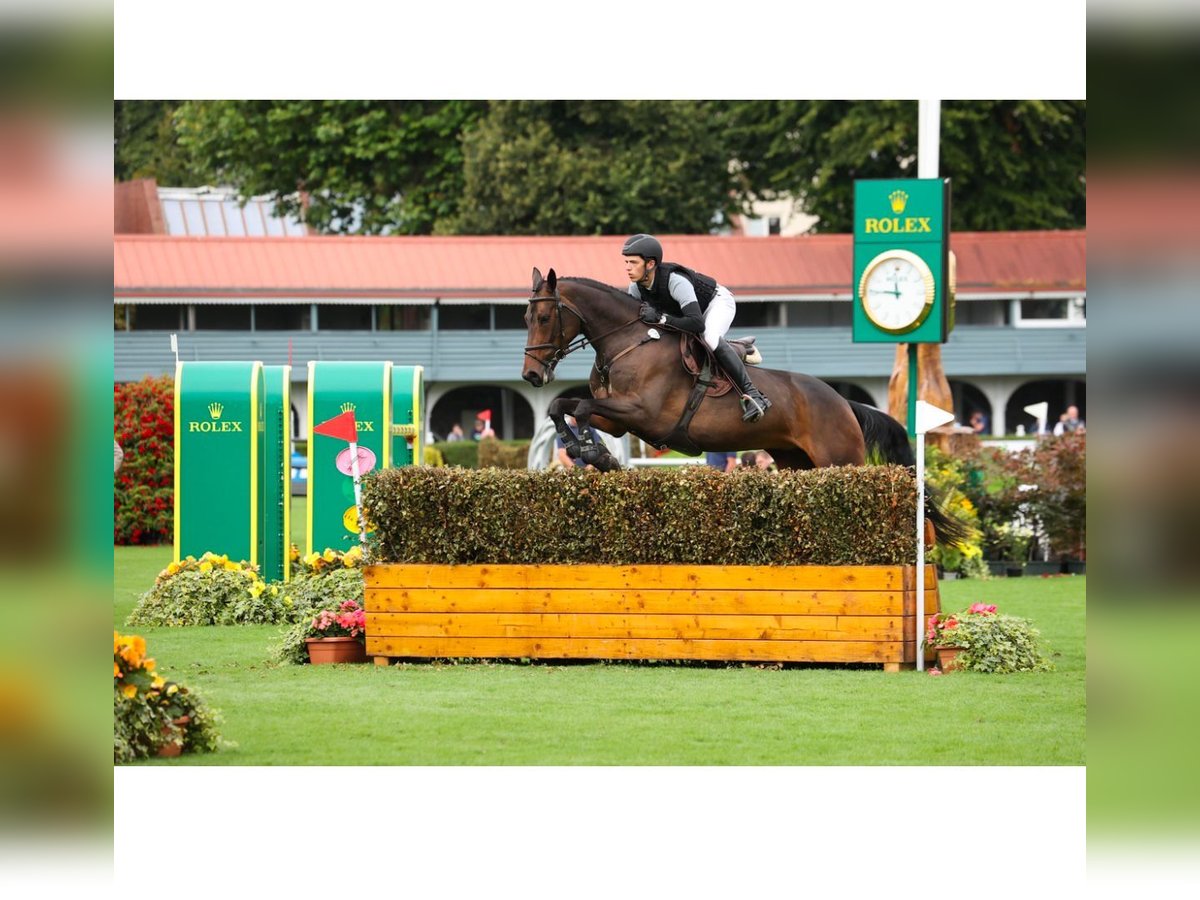 Irish Sport Horse Stute 6 Jahre 168 cm Brauner in Coolrain