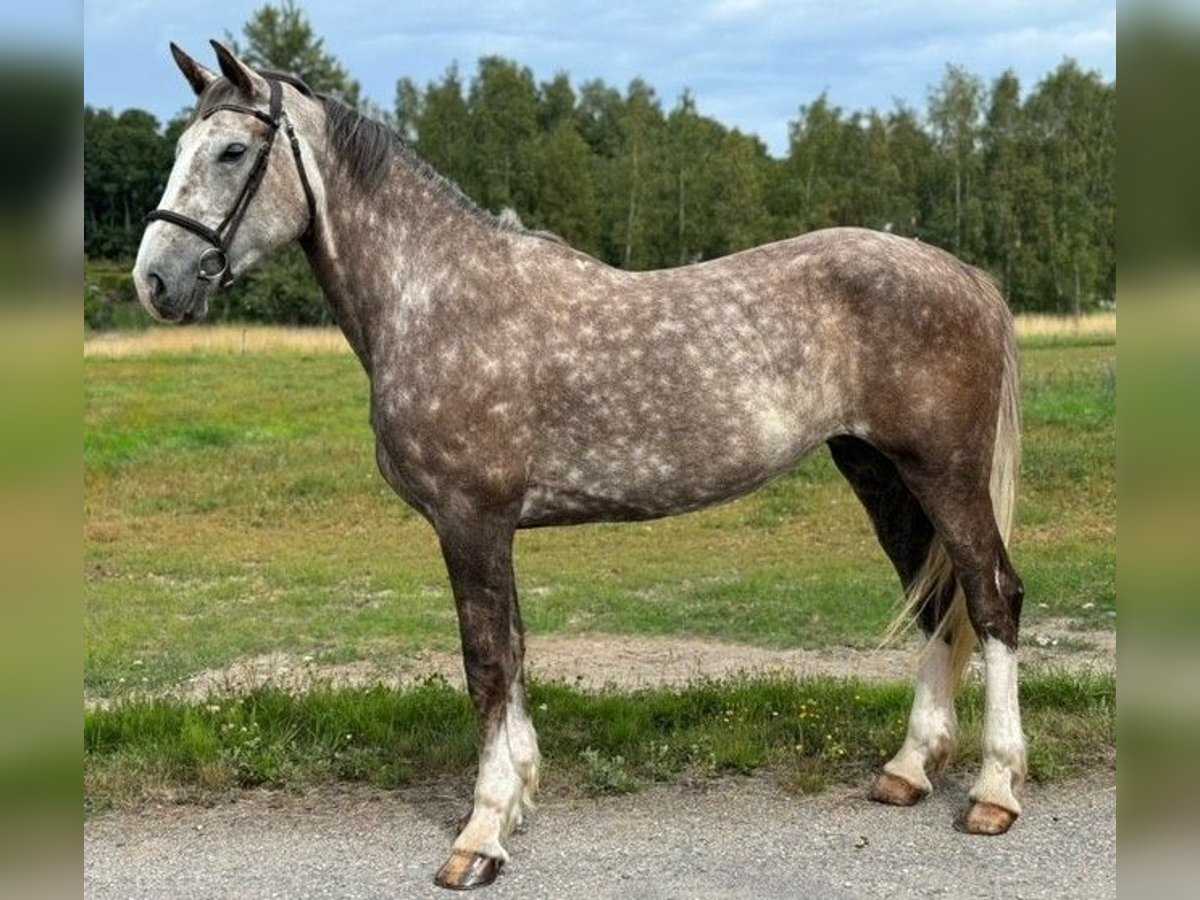 Irish Sport Horse Stute 6 Jahre 168 cm Rotschimmel in Bocholt