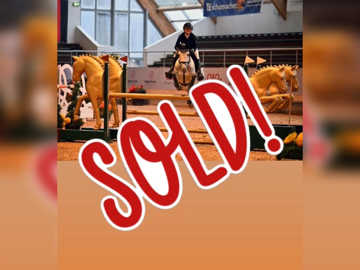 Irish Sport Horse Stute 7 Jahre 147 cm Apfelschimmel in Limburg an der Lahn