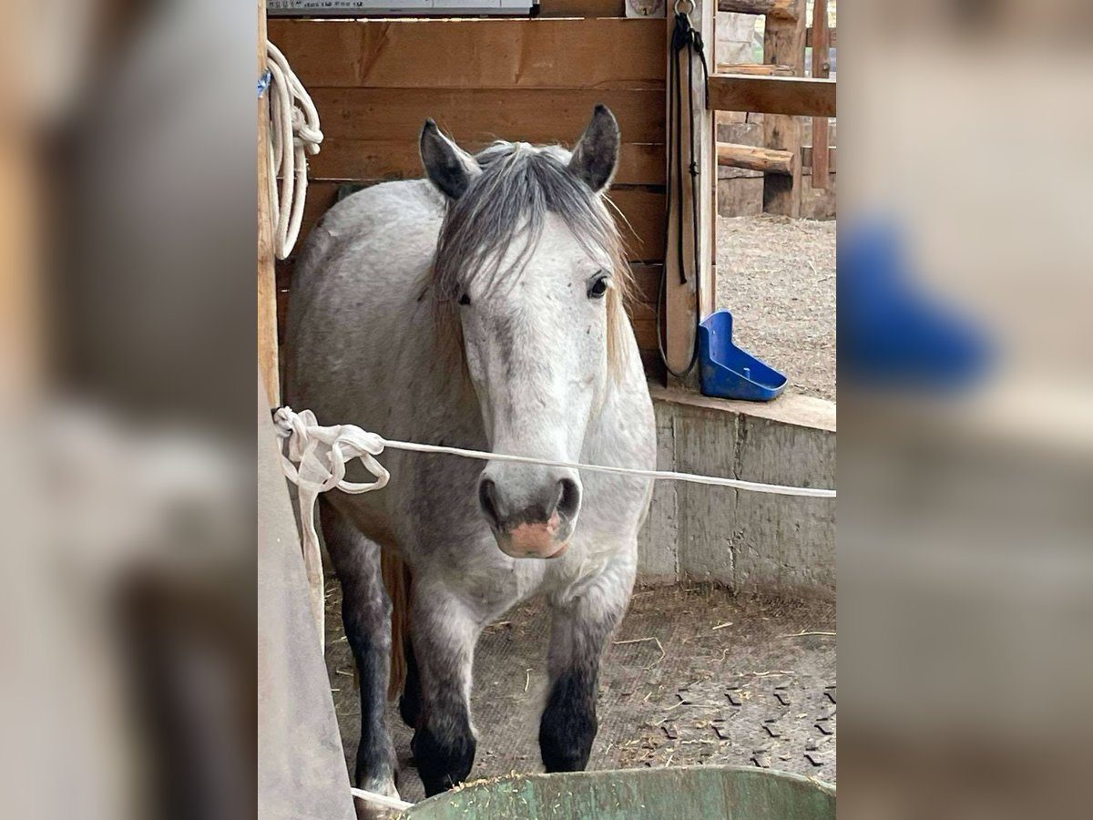 Irish Sport Horse Mix Stute 7 Jahre 147 cm Fliegenschimmel in Badia