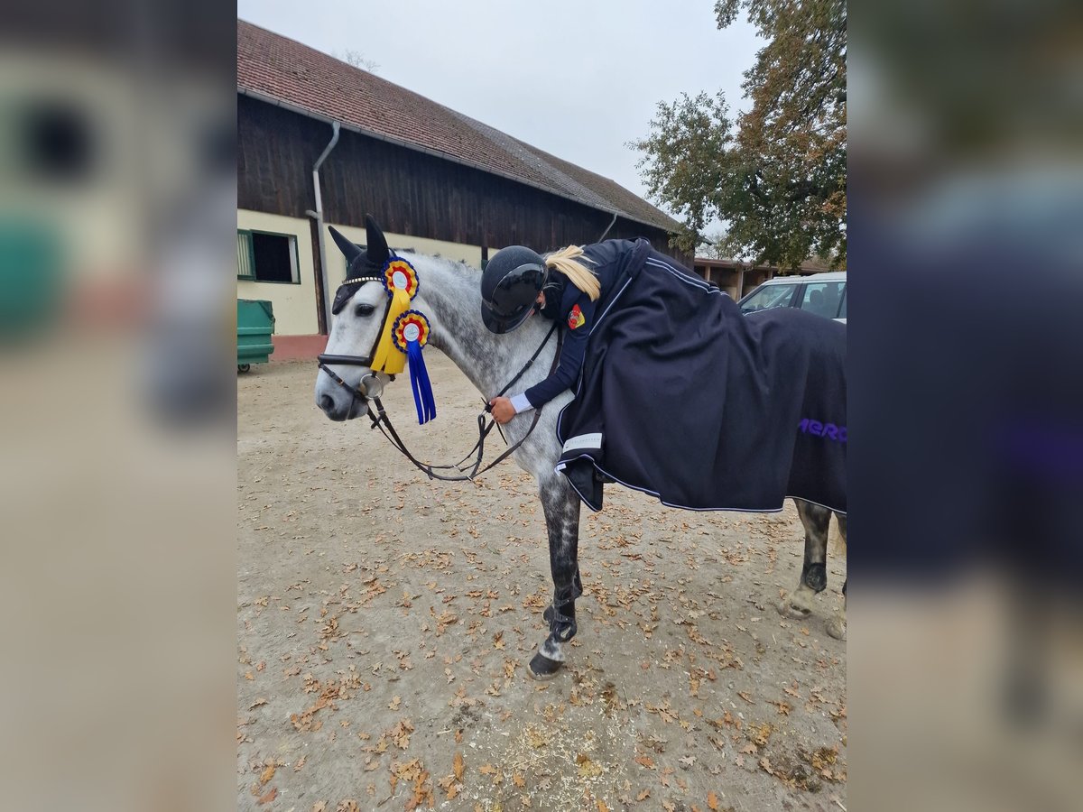Irish Sport Horse Stute 7 Jahre 147 cm Schimmel in Limburg an der Lahn