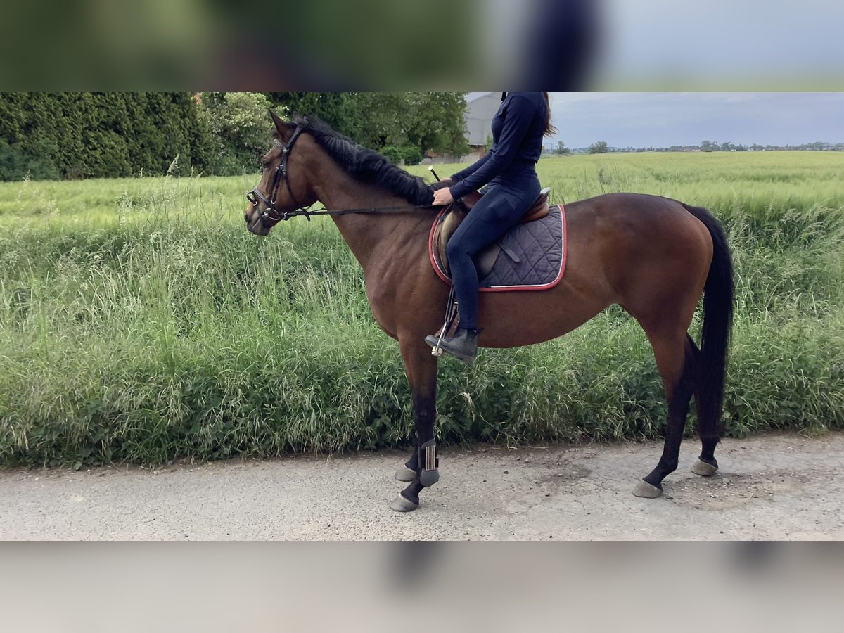 Irish Sport Horse Stute 7 Jahre 157 cm Brauner in Schellerten