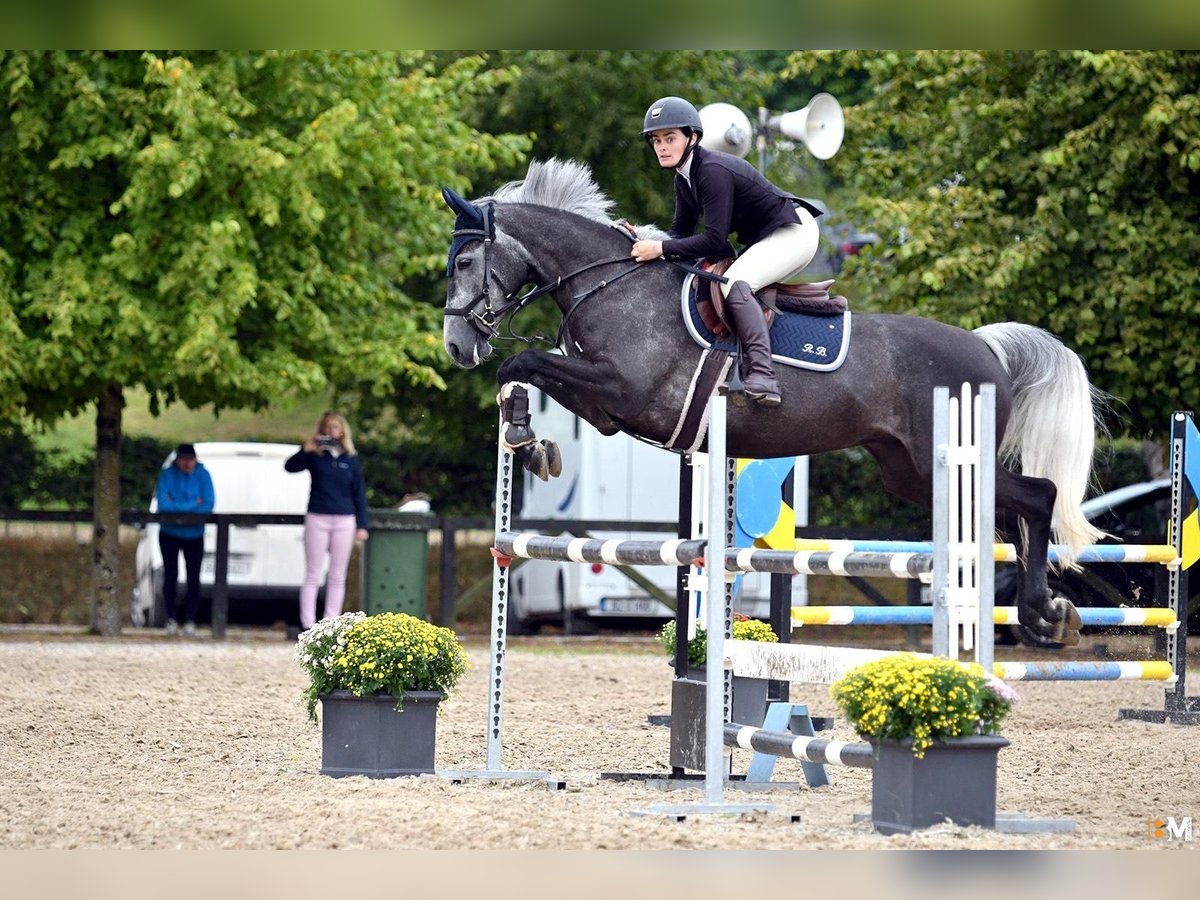 Irish Sport Horse Stute 7 Jahre 158 cm Schimmel in Cork