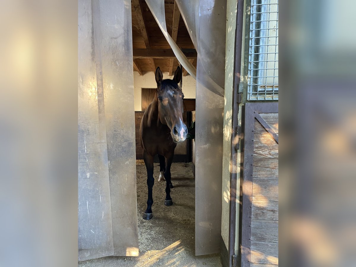 Irish Sport Horse Stute 7 Jahre 160 cm Dunkelbrauner in Unterm&#xFC;nkheim