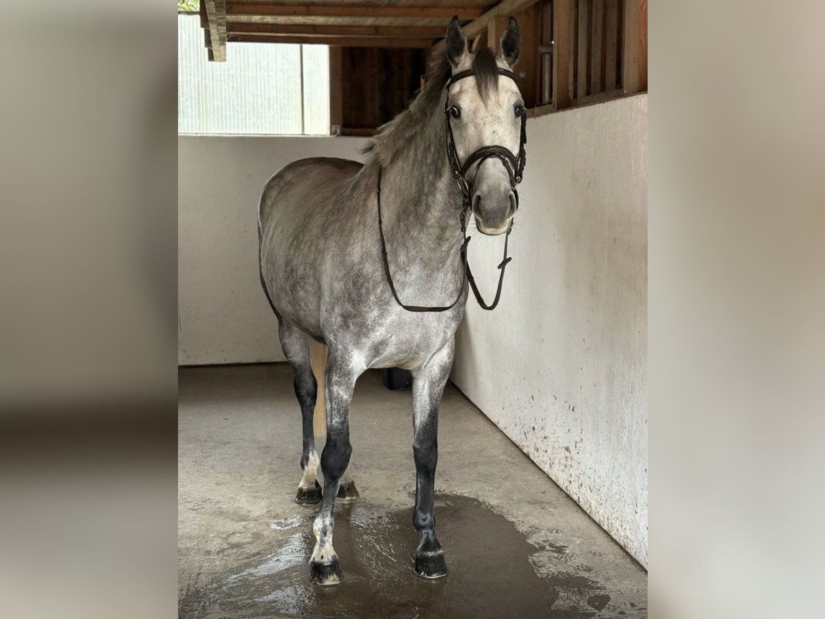 Irish Sport Horse, Stute in Schkopau
