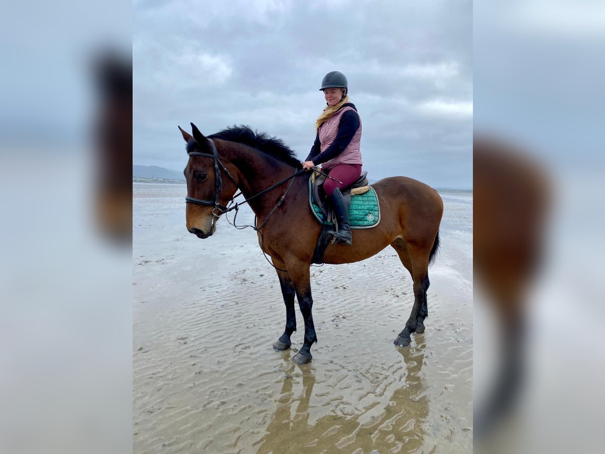 Irish Sport Horse Stute 7 Jahre 165 cm Brauner in Sligo