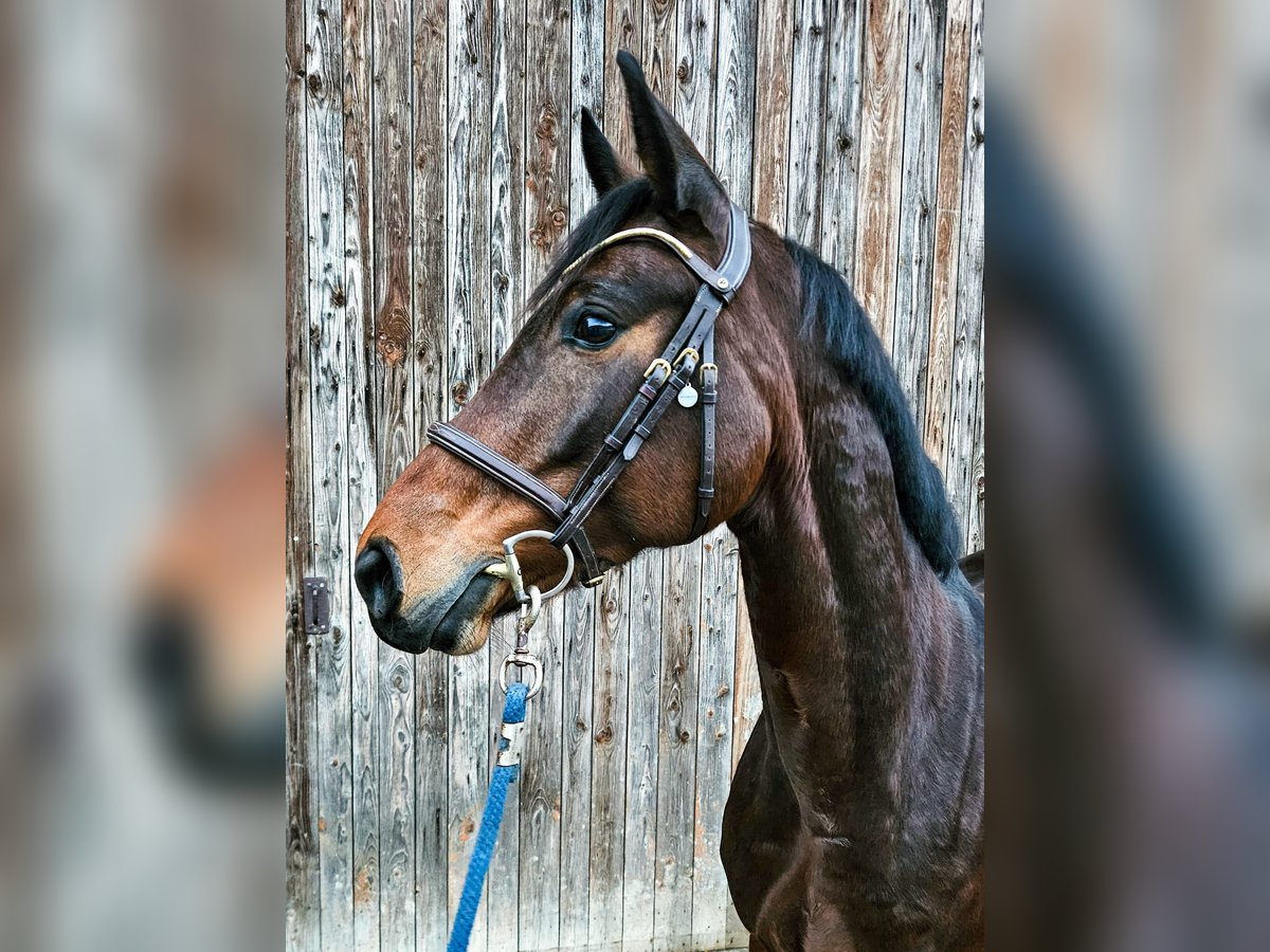Irish Sport Horse Stute 7 Jahre 165 cm Dunkelbrauner in Bronschhofen