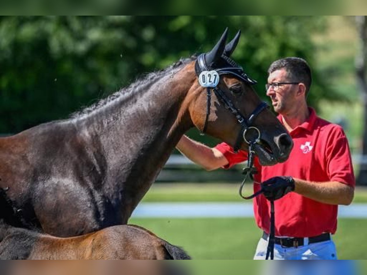 Irish Sport Horse Stute 7 Jahre 165 cm Dunkelbrauner in Bronschhofen