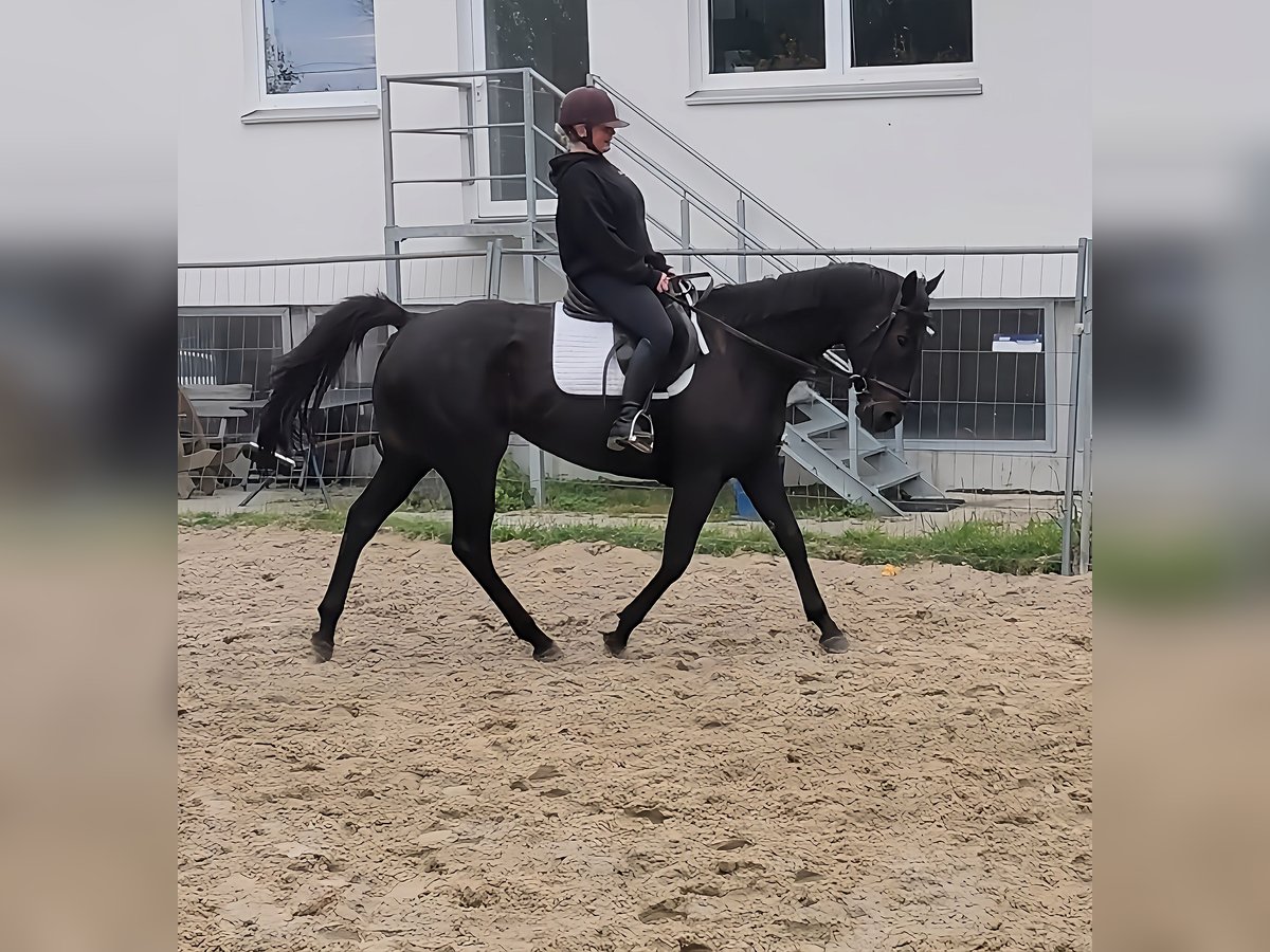 Irish Sport Horse Stute 7 Jahre 165 cm Rappe in Lage Irish Sport Horse Stute 7 Jahre 165 cm Rappe in Lage