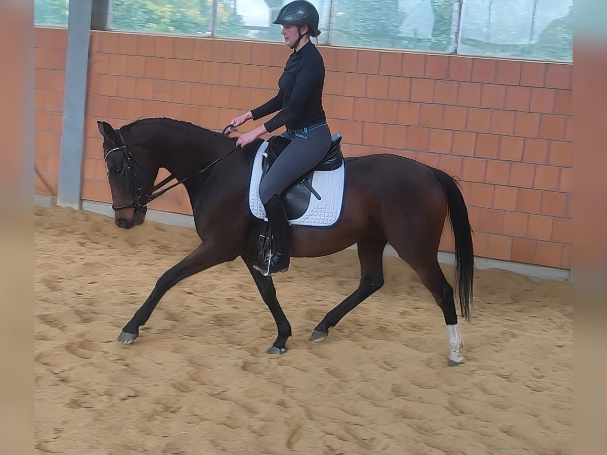 Irish Sport Horse Stute 7 Jahre 165 cm Schwarzbrauner in Lage
