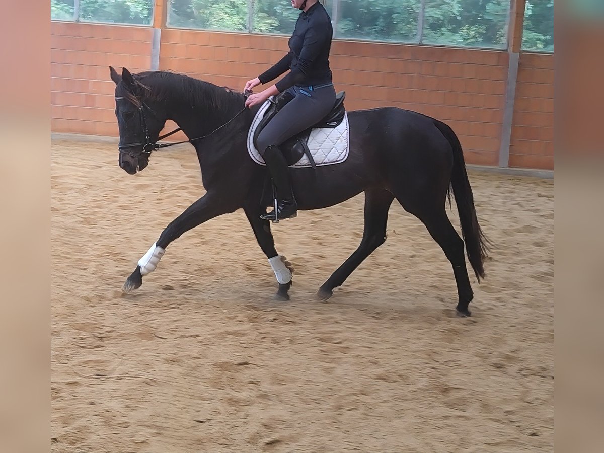 Irish Sport Horse Stute 7 Jahre 166 cm Rappe in Lage